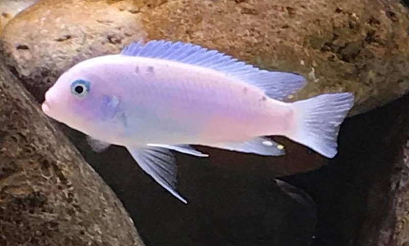 Maylandia callainos 'Mkondiwa Reef'